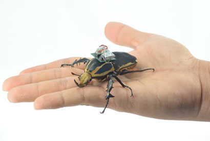 beetle-hand410