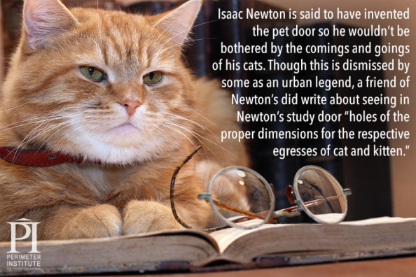newton-cat
