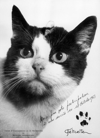 Η πρώτη γάτα που ταξίδεψε στο διάστημα και επέστρεψε στη Γη, ήταν Φελισέτ, μια γενναία αδέσποτη γάτα